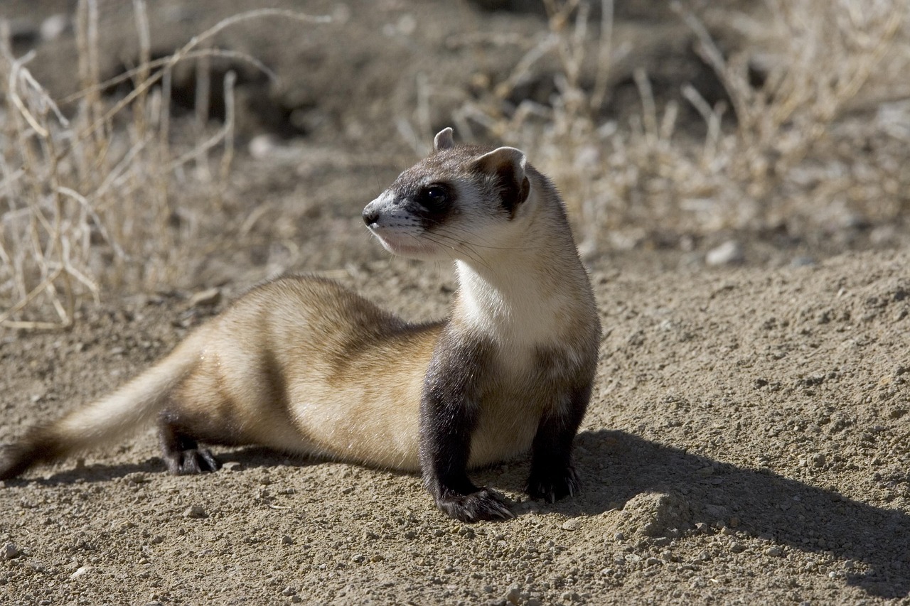 The Benefits of Regular Grooming for Ferrets